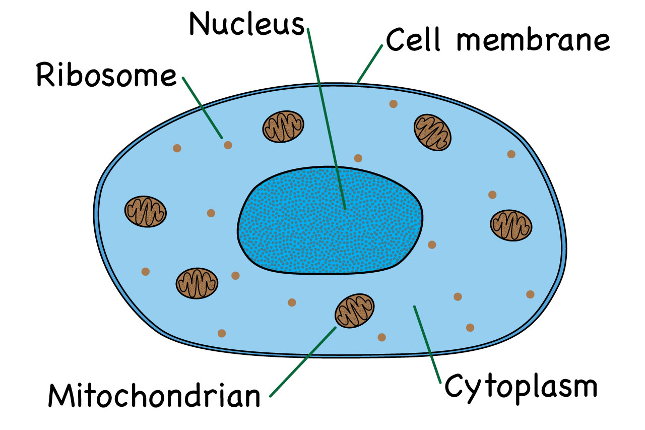What is a virus? – Outside the Box